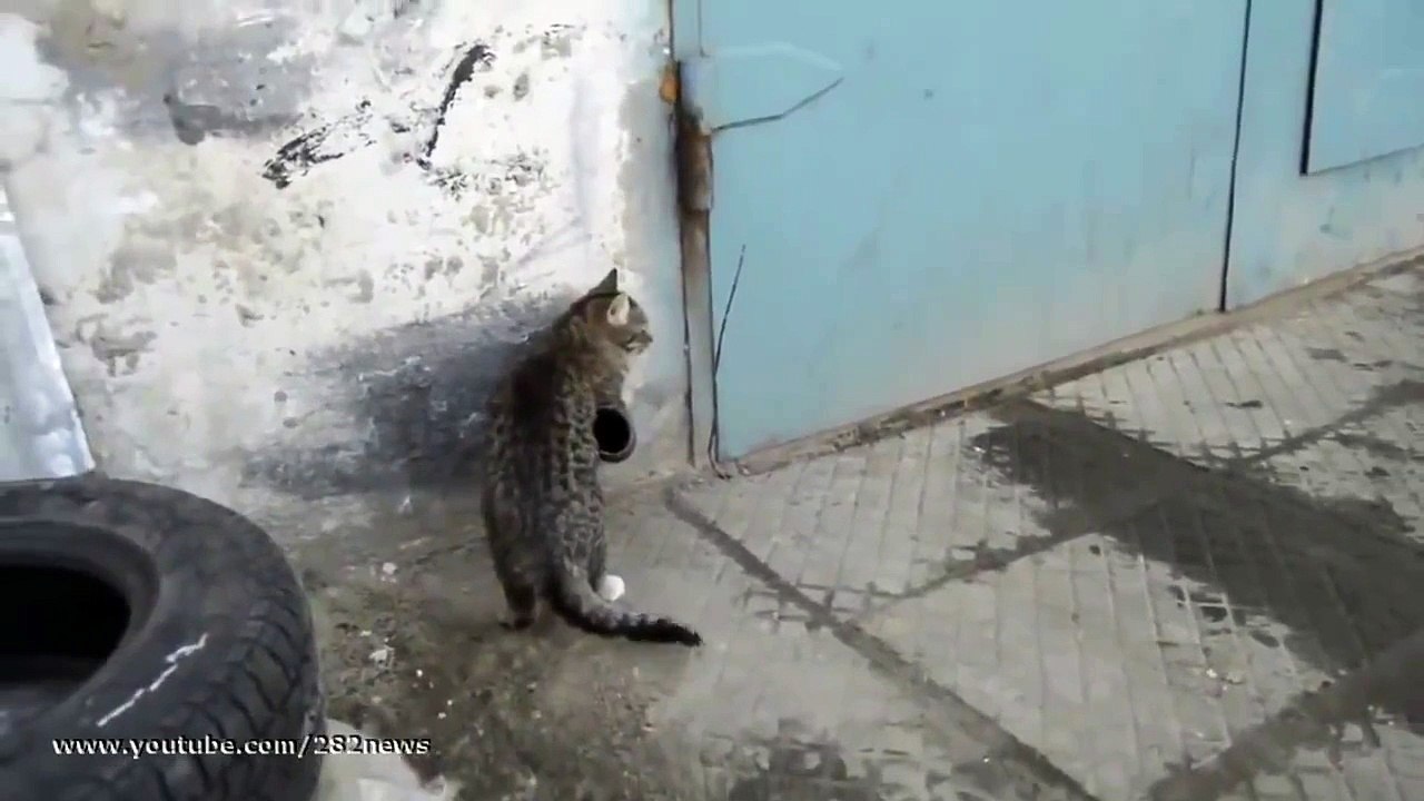 прикол Умнейший котяра  Clever cat юмор и развлечения