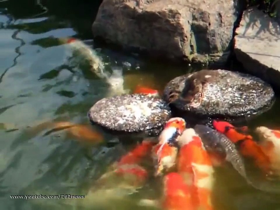 прикол Утенок кормит рыбу  Baby duck feed the fish юмор и развлечения