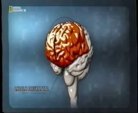 Lobulo frontal: Funciones ejecutivas (Director de la orquesta)
