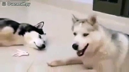 Поделись со мной куриной лапкой! я смеялся. Ржака 2016