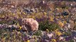 Etats-Unis : La désertique Vallée de la Mort est en fleurs !