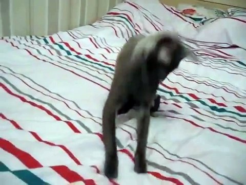 Прикол с котом ржака смешное видео я смеялся. Ржака 2016