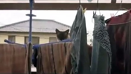 Прикол про кота я смеялся. Ржака 2016
