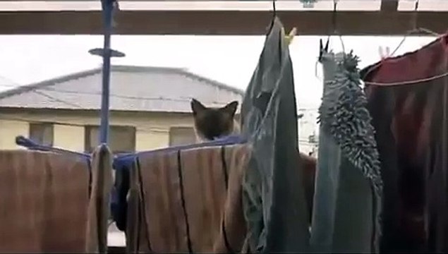 Прикол про кота я смеялся. Ржака 2016