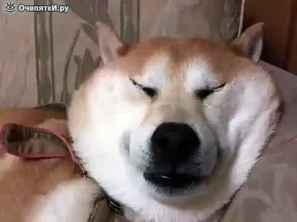 Сонная морда я смеялся. Ржака 2016