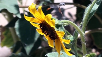 Thread-waisted WASP visits our sunflowers - Ammophila wasp