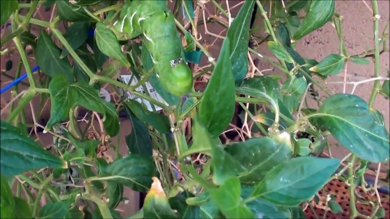 TOMATO HORNWORM eating my pepper plant