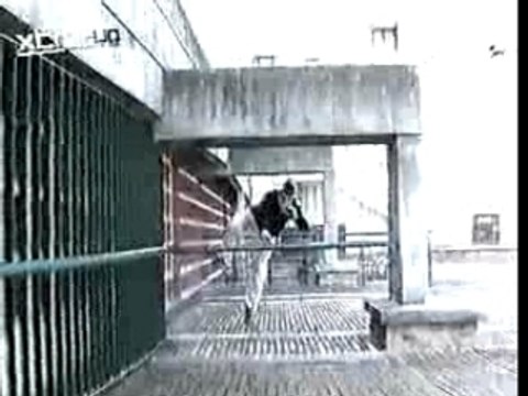 Le Parkour - David Belle Live