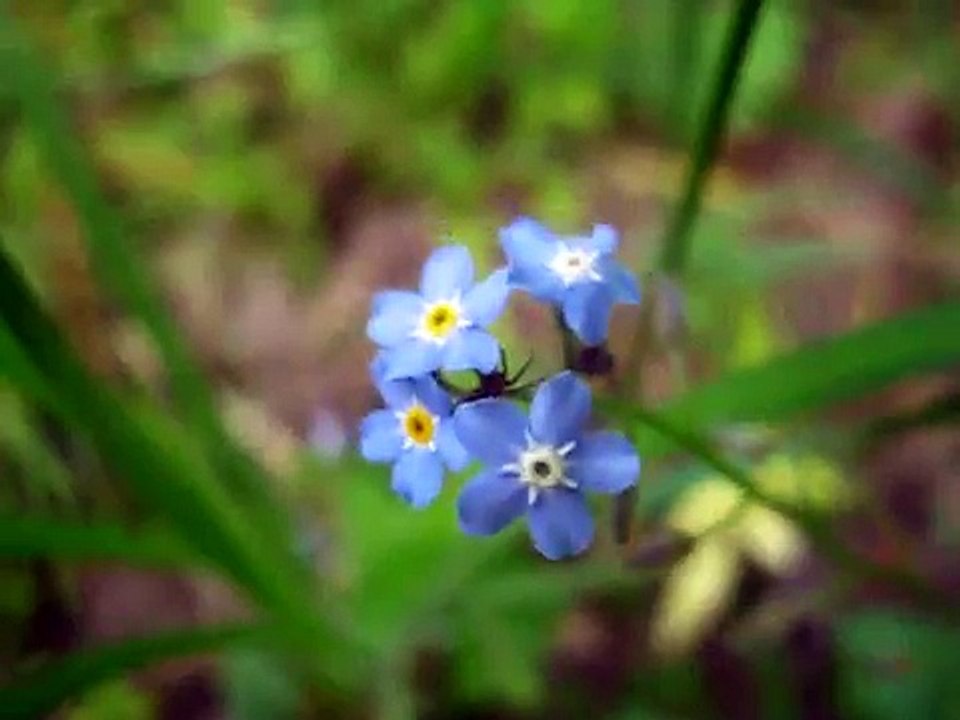 Незабудка полевая микромир
