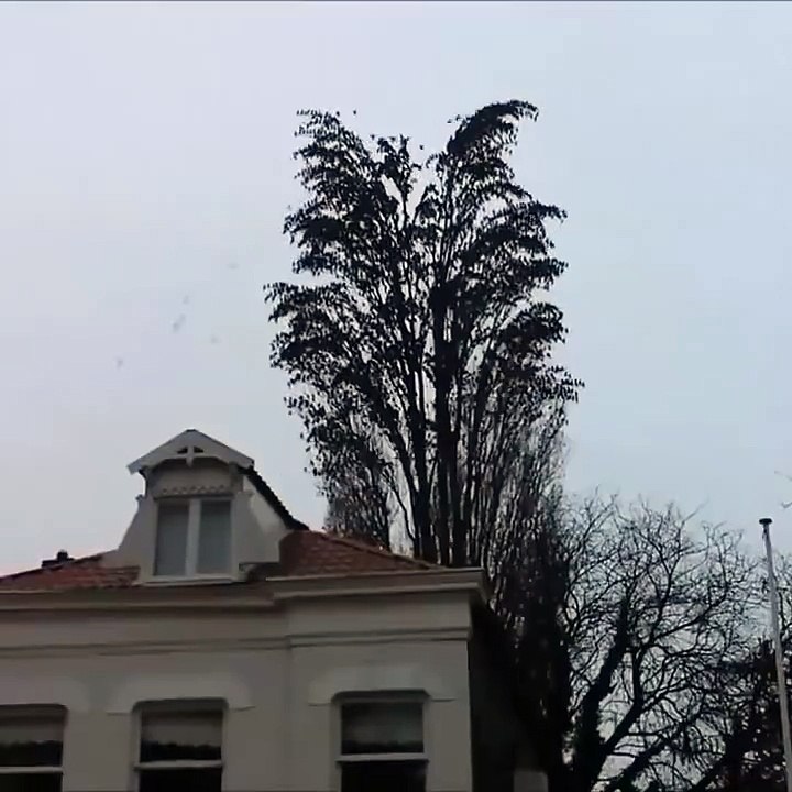 This tree isn't what it appears to be when the birds decide to fly away...