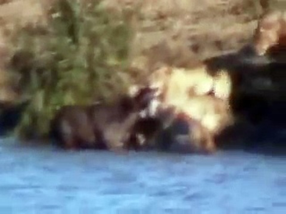 Battle at Kruger