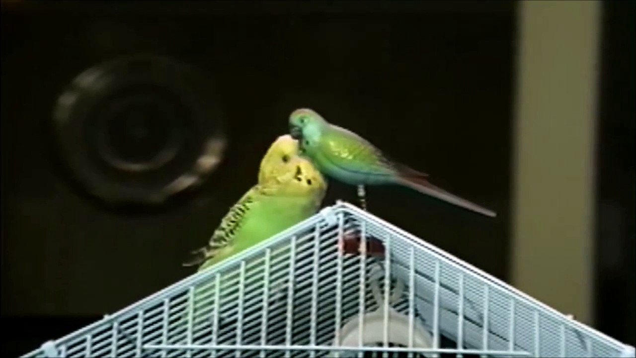Ce perroquet flirte avec un oiseau pas très communicant!