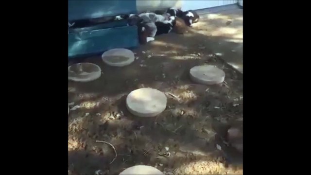 Une meute de chiens très fatigués!