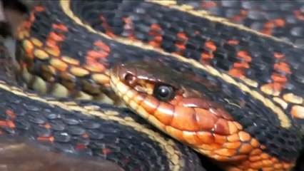Australia&#39;s Deadliest Snakes - The Death Adder! - YouTube