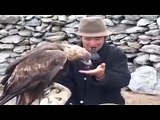 Eagle attacks wolf. hunting - YouTube