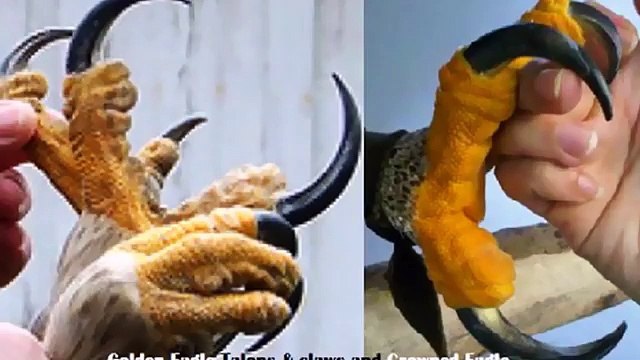 Eagle Attacks! (Real or Fake؟) Bald Eagle, Golden Eagle Falcon - YouTube