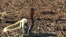 Mongoose Attack Cobra Snake incredible Fighting Video - 코브라 전투 대 몽구스 - Video HD - YouTube