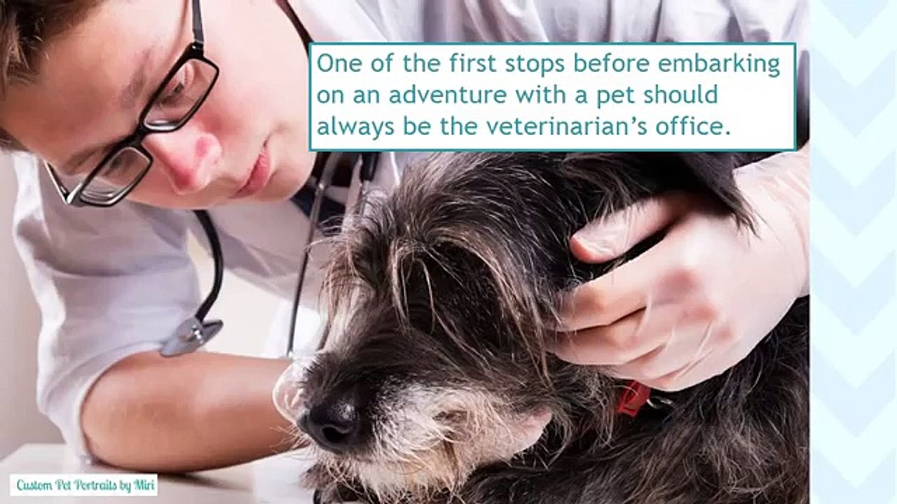 Tips When Traveling with Pets