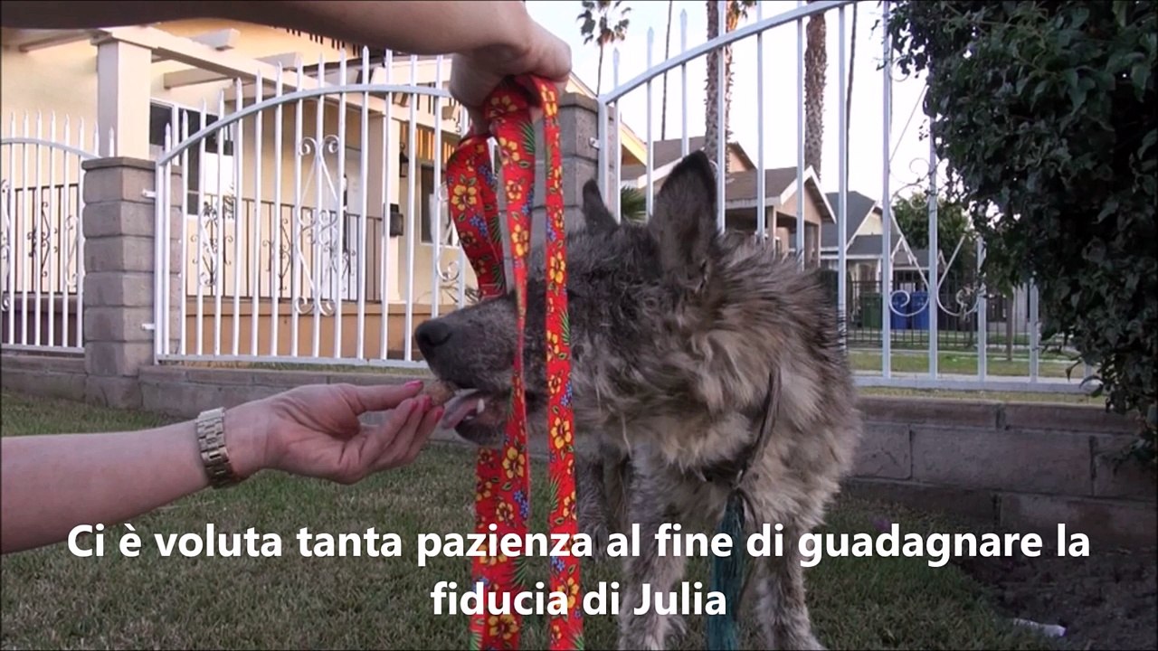 Cercano di aiutare un cane che vive per strada ma quello che scoprono è davvero incredibile