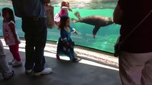 Una bimba gioca con un leone marino. Ma guardate la reazione dell'animale quando la bambina cade a terra