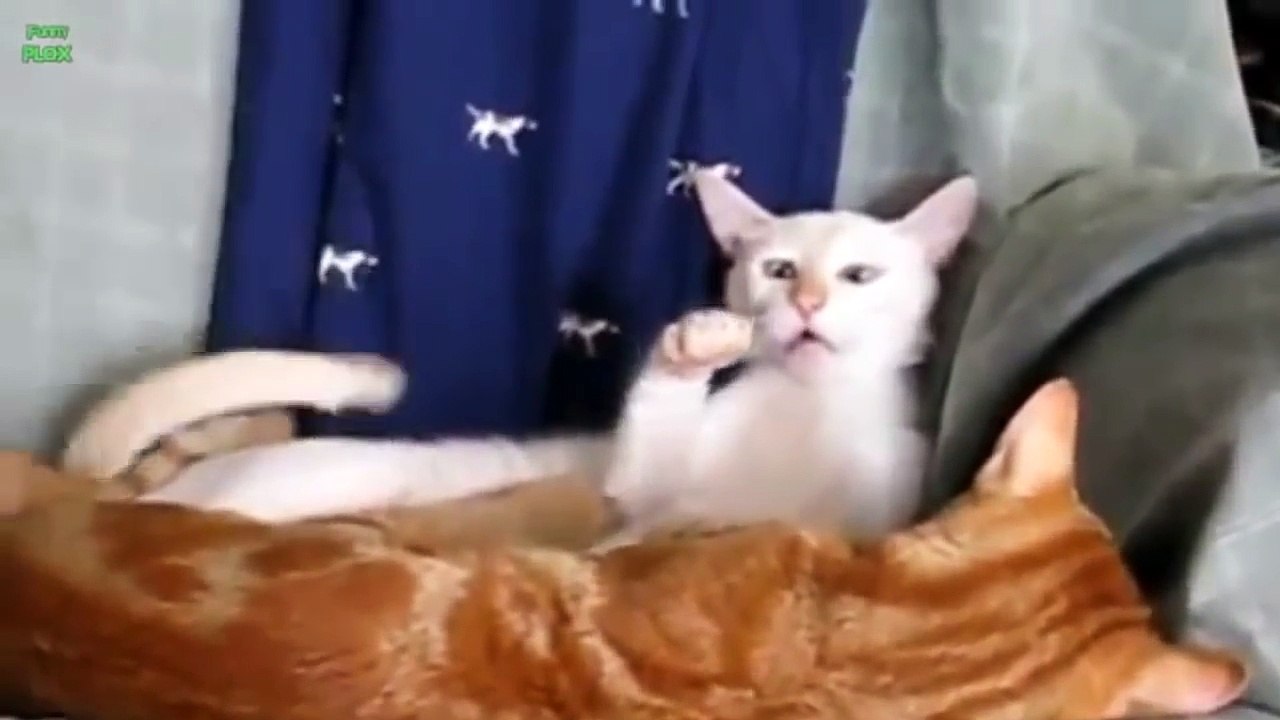 Crazy Cats & Crazy Dogs make Funny Faces - Funny Pets Compilation of the Funniest Animals