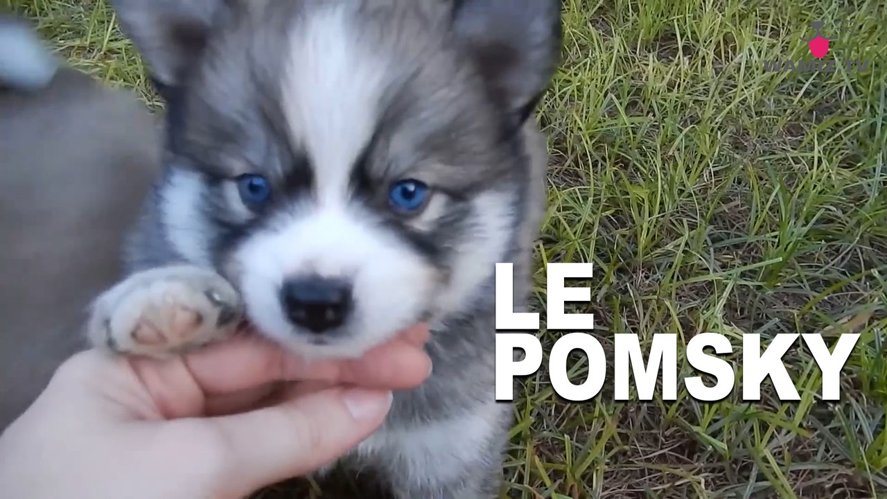 Le Pomsky Un croisement entre le Husky et le Spitz nain ! Vidéo Dailymotion
