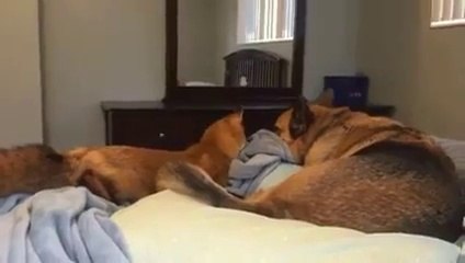 Dog and fox are best friends