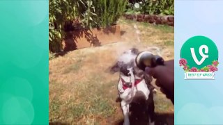 Best Funny Dog Vines 2015 PART 2 | funny pets | funny pets videos