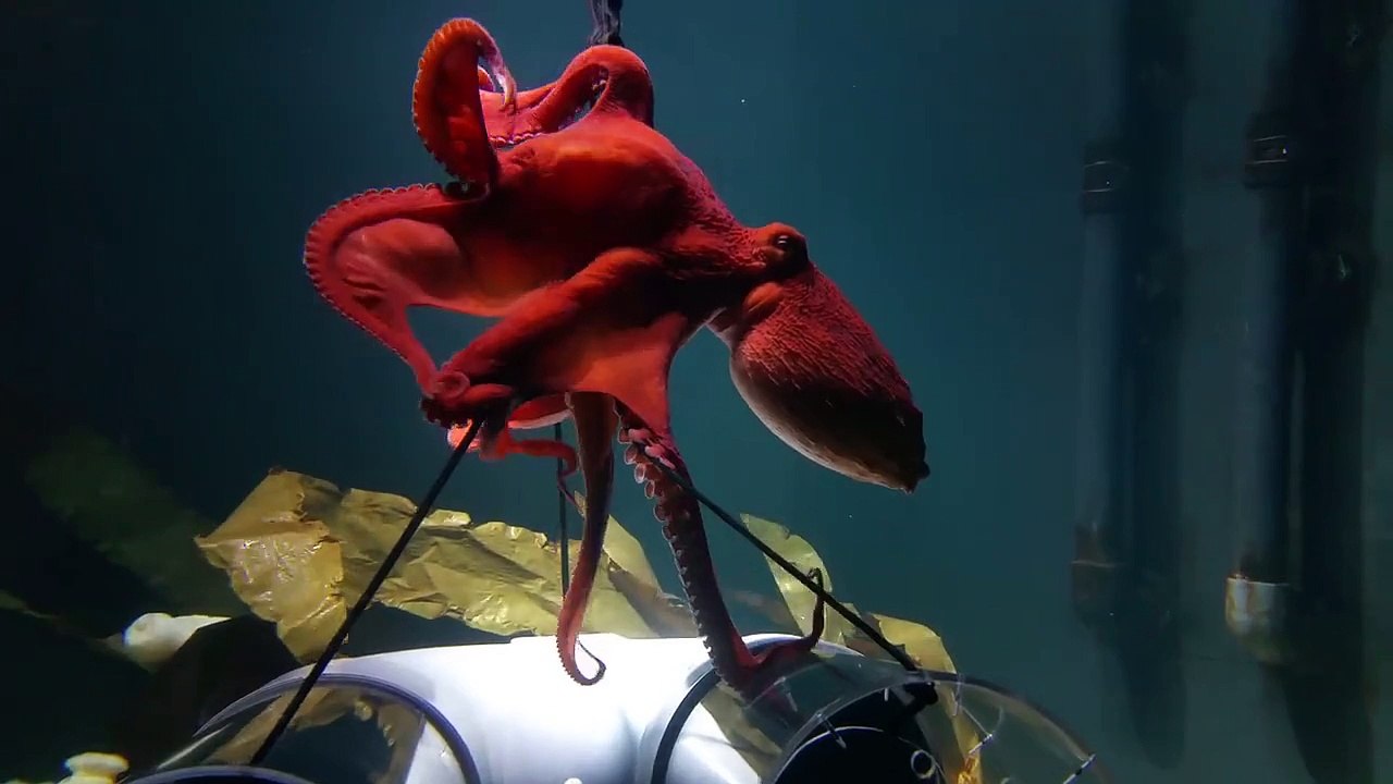 So beautiful octopus dance in Nausicaa aquarium