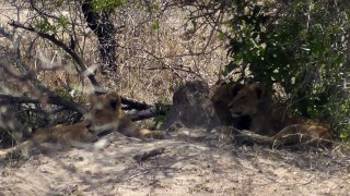 Lion cubs part 2