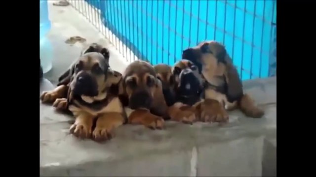 Funny Animals Compilation 2015_ 2016 ►Try Not to Laugh or Grin! + Bonus Funny Animals and Mirrors!