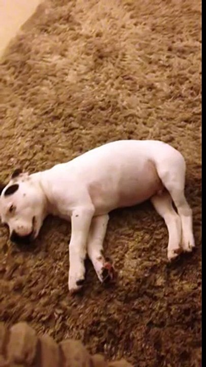 Dog scared by fart