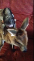 A baby monkey rides a baby deer in Mozambique