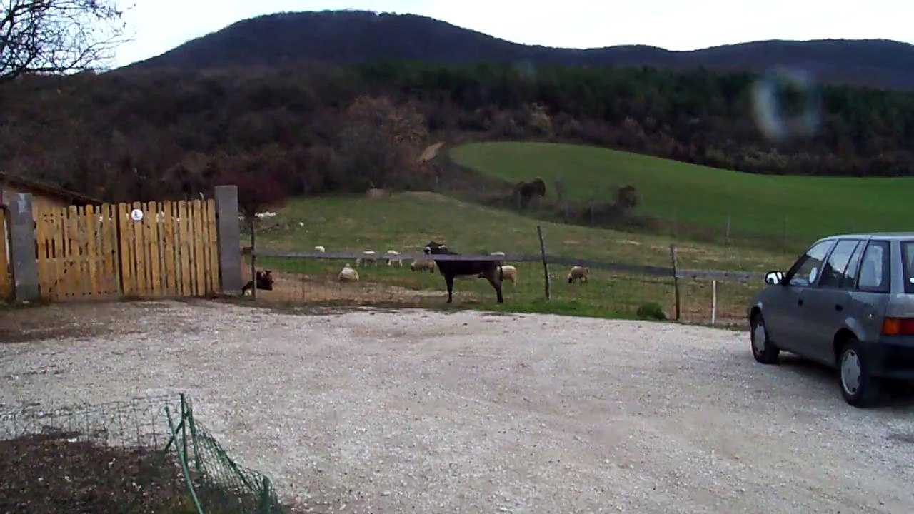 IÁ-IÁ Bendegúz csacsink így udvarol.MOV