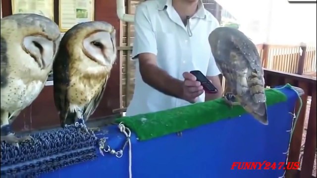 Funny Animals Dancing Compilation with the Best Funny Dancing Animals and Pets