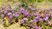 Des fleurs dans la Vallée de la Mort