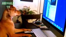 Funny Dogs and Cats Acting Like Humans Funny Pets