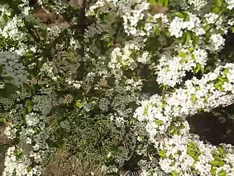 как выглядит цветущее дерево груши-