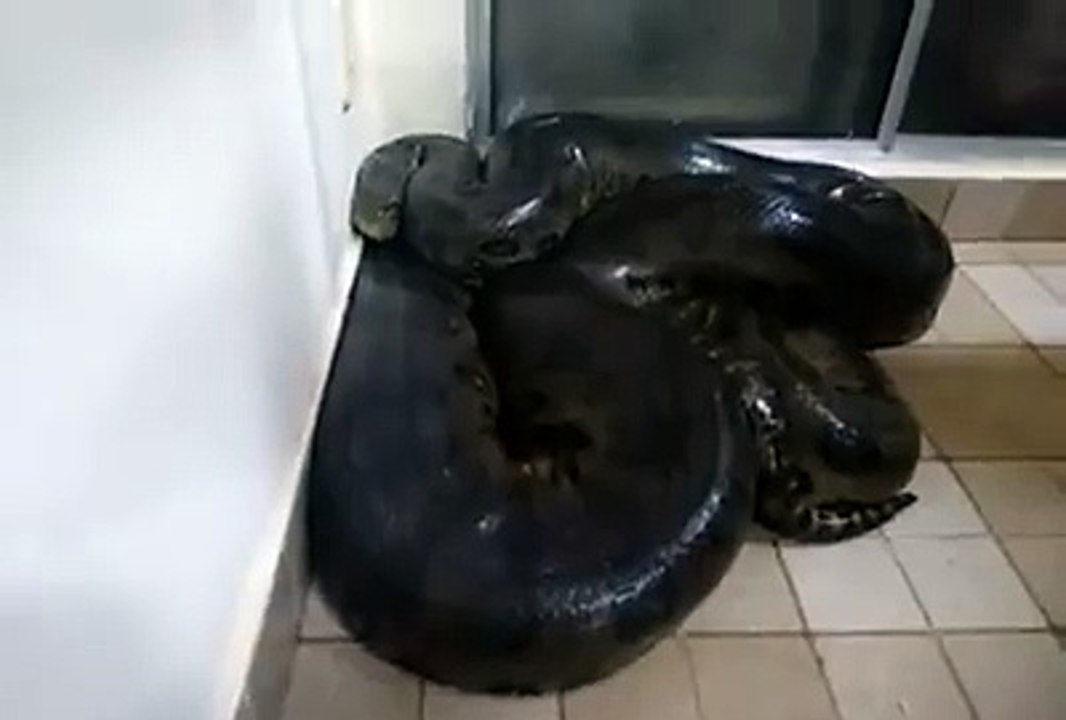 Almost bitten by Snake