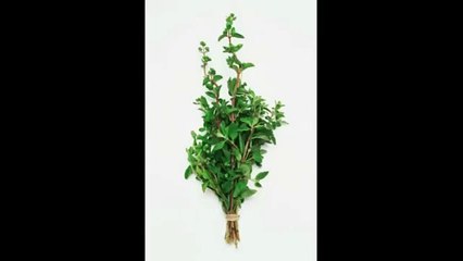 Майоран Магия эфирных масел