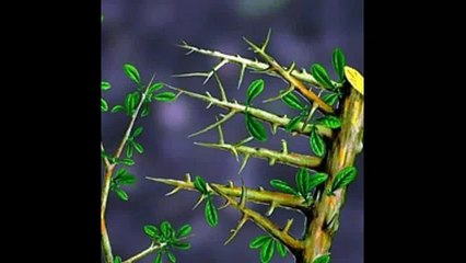 Мирра Магия эфирных масел