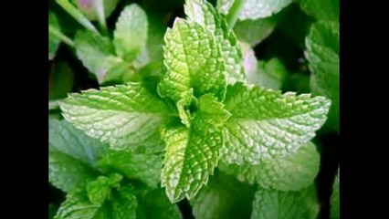 Мята перечная Магия эфирных масел