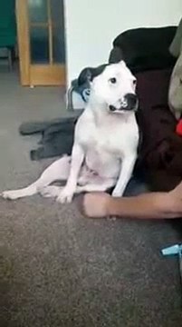 Питбуль заставляет себя чессать