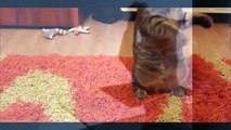 Забавные кошки! Смешное Видео с Кошками 2015! №6