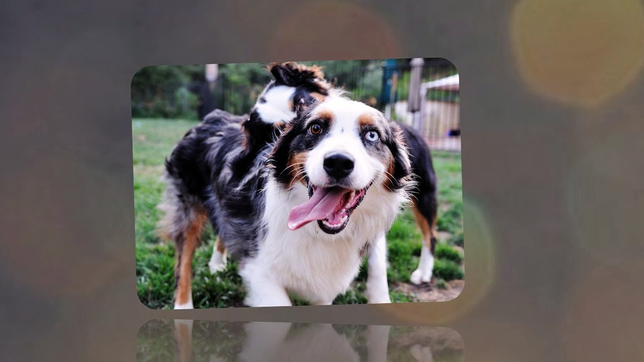 Awesome Pictures of Dogs Breeds – Enjoy their Beauty and Charm!