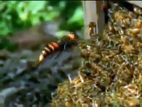 30 Eşek Arısı 30 Bin Bal Arısıyla Savaşırsa..