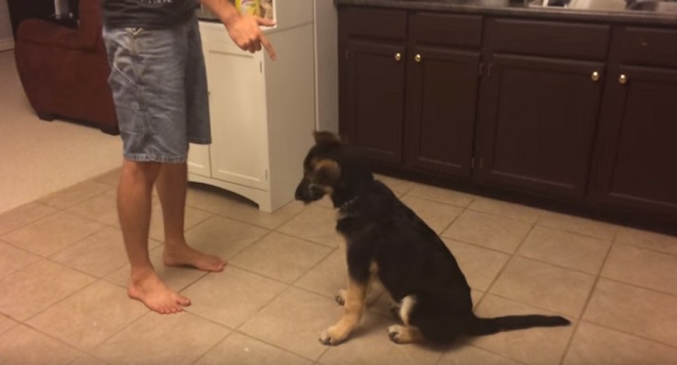 Ce chiot fait le mort quand on fait semblant de lui tirer dessus