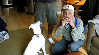 Our boxer Tia sings with her grandpa