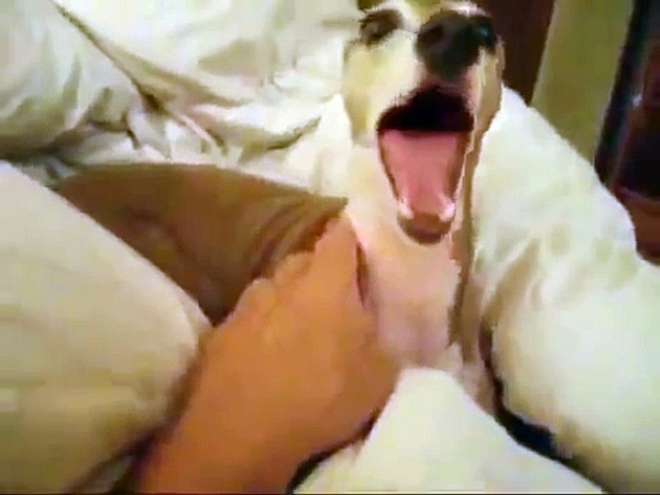 Racconta una storia di paura al suo cane. ecco la reazione del povero cucciolo!