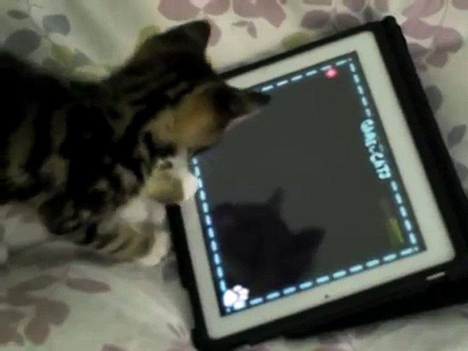Charlie The Cat - Kitten Playing iPad 2 !!! Game For Cats Cute Funny Clever Pets Bloopers